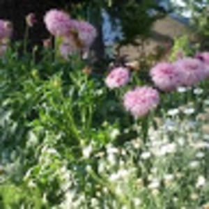 Meet your Posher, Jenny